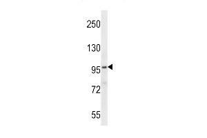 FA83G Antibody (C-term) (ABIN657800 and ABIN2846773) western blot analysis in NCI- cell line lysates (35 μg/lane). (FAM83G Antikörper  (C-Term))