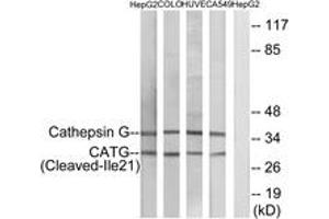 Western blot analysis of extracts from HepG2/COLO/HuvEc/A549 cells, using CATG (Cleaved-Ile21) Antibody. (Cathepsin G Antikörper  (Cleaved-Ile21))