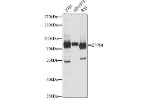 Western blot analysis of extracts of various cell lines, using ZFP64 antibody (ABIN7271513) at 1:1000 dilution. (ZFP64 Antikörper  (AA 1-170))