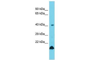 Host: Rabbit  Target Name: Ube2z  Sample Tissue: Rat Testis lysates  Antibody Dilution: 1. (UBE2Z Antikörper  (C-Term))