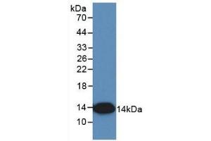 Detection of Recombinant IL8, Simian using Monoclonal Antibody to Interleukin 8 (IL8) (IL-8 Antikörper  (AA 23-101))