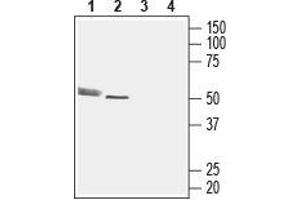 Western blot analysis of rat cerebellum lysate (lanes 1 and 3) and rat heart membrane (lanes 2 and 4): - 1,2. (CMKLR1 Antikörper  (2nd Extracellular Loop))