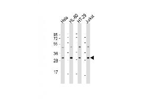 Western Blot at 1:2000 dilution Lane 1: Hela whole cell lysate Lane 2: HL-60 whole cell lysate Lane 3: HT-29 whole cell lysate Lane 4: Jurkat whole cell lysate Lysates/proteins at 20 ug per lane. (COPS7B Antikörper  (AA 61-95))