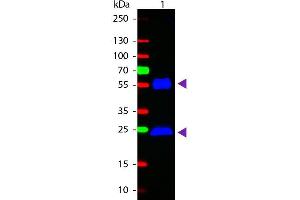 Western Blot of Goat anti-Mouse IgG Fluorescein Conjugated Secondary Antibody. (Ziege anti-Maus IgG (Heavy & Light Chain) Antikörper (FITC) - Preadsorbed)