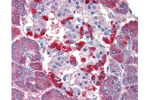 Anti-CASP4 / Caspase 4 antibody IHC of human pancreas. (Caspase 4 Antikörper  (Internal Region))