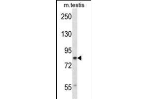 CUL4A Antibody (N-term) (ABIN657794 and ABIN2846767) western blot analysis in mouse testis tissue lysates (35 μg/lane).