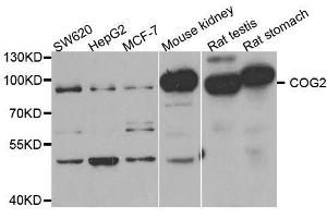 Western blot analysis of extracts of various cell lines, using COG2 antibody. (COG2 Antikörper  (AA 1-280))