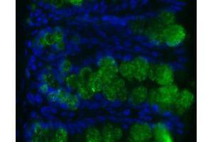 Image no. 1 for anti-Resistin Like beta (RETNLB) antibody (ABIN465495) (RETNLB Antikörper)