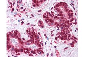 Anti-LMBRD1 antibody IHC of human breast. (LMBRD1 Antikörper  (C-Term))
