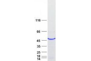Western Blotting (WB) image for DAZ Associated Protein 1 (DAZAP1) (Transcript Variant 2) protein (Myc-DYKDDDDK Tag) (ABIN2719232)