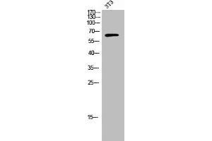 Western Blot analysis of 3T3 cells using Raftlin Polyclonal Antibody (RFTN1 Antikörper  (C-Term))