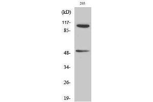 Western Blotting (WB) image for anti-Nuclear Factor of kappa Light Polypeptide Gene Enhancer in B-Cells 1 (NFKB1) (pSer337) antibody (ABIN3182480) (NFKB1 Antikörper  (pSer337))