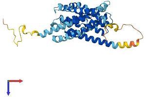 SLC10A2 Protein (AA 1-348) (His tag)