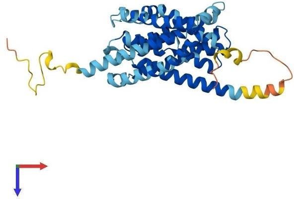 SLC10A2 Protein (AA 1-348) (His tag)