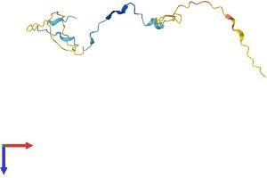 KIAA0101 Protein (AA 1-111) (His tag)