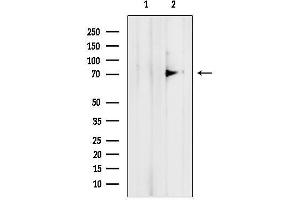 anti-TNFAIP3 Interacting Protein 1 (TNIP1) (N-Term) antibody