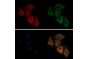 ABIN6258638 and ABIN6275572 staining Hela cells by IF/ICC. (SIRPG Antikörper  (C-Term))