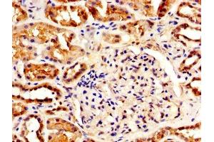 IHC image of ABIN7156203 diluted at 1:500 and staining in paraffin-embedded human kidney tissue performed on a Leica BondTM system. (Indian Hedgehog Antikörper  (AA 203-411))