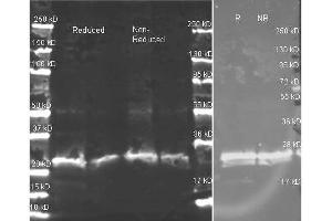 anti-GST polyclonal antibody  in western blot shows detection of recombinant GST (indicated by band at ~ 28 kDa). (Multiple Tag Antikörper)