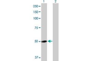 Western Blot analysis of GC expression in transfected 293T cell line by GC MaxPab polyclonal antibody. (Vitamin D-Binding Protein Antikörper  (AA 1-474))