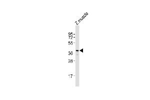 Anti-rho Antibody (N-Term)at 1:2000 dilution + zebrafish muscle whole cell lysates Lysates/proteins at 20 μg per lane. (Rho-related GTP-binding protein Antikörper  (AA 62-93))