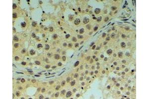 ABIN185012 (4µg/ml) staining of paraffin embedded Human Testis. (REV1 Antikörper  (C-Term))