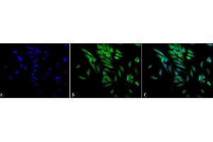 Immunocytochemistry/Immunofluorescence analysis using Mouse Anti-Hsp90 alpha/beta Monoclonal Antibody, Clone K41220A (ABIN361715 and ABIN361716). (HSP90 alpha/beta Antikörper  (AA 291-304))