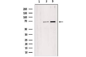 Western blot analysis of extracts from various samples, using TAF1B Antibody.