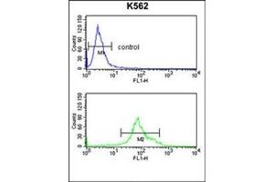 Flow cytometry analysis of K562 cells using 17-beta-HSD3 / HSD17B3 Antibody (Center) Cat.