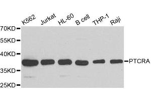 Western blot analysis of extracts of various cell lines, using PTCRA antibody. (PTCRA Antikörper  (AA 172-281))