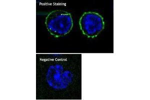 Immunofluorescence (IF) image for anti-CD8a Molecule (CD8A) antibody (ABIN2664867) (CD8 alpha Antikörper)