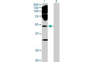 Western Blot analysis of PAX2 expression in transfected 293T cell line by PAX2 MaxPab polyclonal antibody.