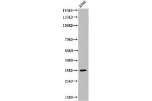 Western Blot analysis of A549 cells using Acetyl-Ref-1 (K6) Polyclonal Antibody (APEX1 Antikörper  (acLys6))