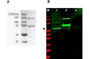 Image no. 1 for anti-SUMO1 Activating Enzyme Subunit 1 (SAE1) antibody (ABIN401032) (SAE1 Antikörper)