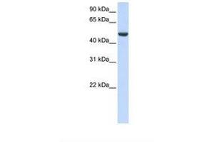 Image no. 1 for anti-Spermatogenesis Associated 17 (SPATA17) (AA 290-339) antibody (ABIN6739374) (SPATA17 Antikörper  (AA 290-339))