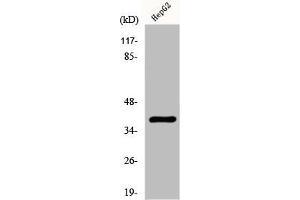 Western Blotting (WB) image for anti-Zinc Finger CCCH-Type Containing 8 (ZC3H8) (Internal Region) antibody (ABIN7186725)