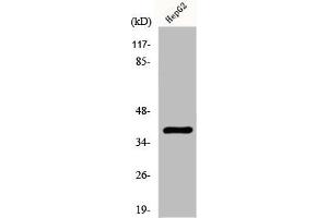 Western Blot analysis of HepG2 cells using Fliz1 Polyclonal Antibody (ZC3H8 Antikörper  (Internal Region))