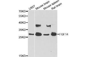 Western blot analysis of extracts of various cell lines, using FGF14 antibody (ABIN5973959) at 1/1000 dilution.