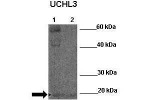 WB Suggested Anti-UCHL3 Antibody  Positive Control: Lane 1:341 µg Zebrafish skin lysate Lane 2: 041 µg Zebrafish liver lysate Primary Antibody Dilution: 1:0000Secondary Antibody: Anti-rabbit-HRP Secondry  Antibody Dilution: 1:0000Submitted by: William Tse (UCHL3 Antikörper  (N-Term))