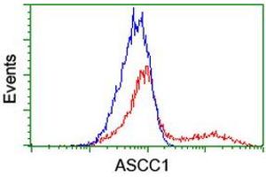 HEK293T cells transfected with either RC201872 overexpress plasmid (Red) or empty vector control plasmid (Blue) were immunostained by anti-ASCC1 antibody (ABIN2455113), and then analyzed by flow cytometry. (ASCC1 Antikörper)