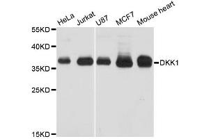Western blot analysis of extracts of various cell lines, using DKK1 antibody (ABIN5970211) at 1/1000 dilution. (DKK1 Antikörper)