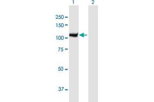 Western Blot analysis of AOF2 expression in transfected 293T cell line by AOF2 MaxPab polyclonal antibody.