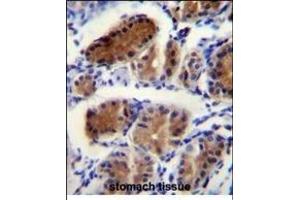 LUC7L Antibody (Center) (ABIN656137 and ABIN2845476) immunohistochemistry analysis in formalin fixed and paraffin embedded human stomach tissue followed by peroxidase conjugation of the secondary antibody and DAB staining. (LUC7L Antikörper  (AA 219-246))