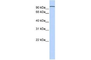 WB Suggested Anti-PCDHA3 Antibody Titration:  0. (PCDHA3 Antikörper  (N-Term))