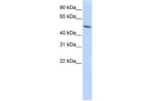 WB Suggested Anti-TUBB Antibody Titration: 0.