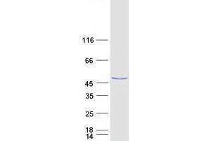 Western Blotting (WB) image for Proliferation-Associated 2G4, 38kDa (PA2G4) protein (Myc-DYKDDDDK Tag) (ABIN2728098)