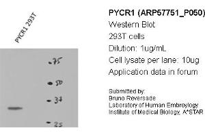 Image no. 2 for anti-Pyrroline-5-Carboxylate Reductase 1 (PYCR1) (Middle Region) antibody (ABIN2787370) (PYCR1 Antikörper  (Middle Region))