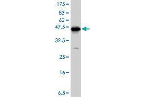 Western Blot detection against Immunogen (37. (DKK1 Antikörper  (AA 81-180))