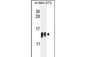 H4-K20 Antibody (N-term) (ABIN651847 and ABIN2840421) western blot analysis in mouse NIH-3T3 cell line lysates (35 μg/lane). (HIST1H4A Antikörper  (N-Term))