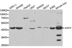 Western blot analysis of extracts of various cell lines, using AHCY antibody.